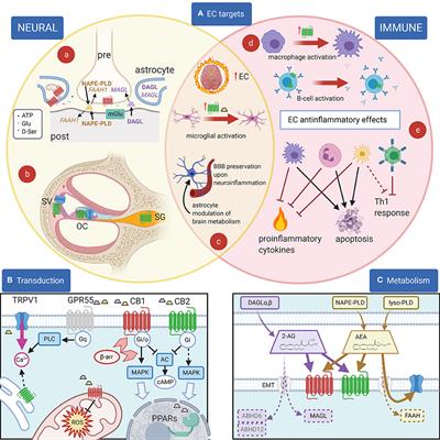 Cannabinoids, Inner Ear, Hearing, and Tinnitus: A Neuroimmunological Perspective